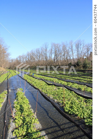 Azumino Wasabi field in early winter 60437744