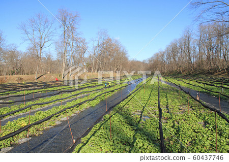 Azumino Wasabi field in early winter 60437746