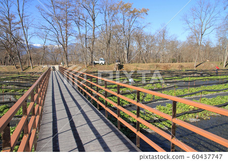 Azumino Wasabi field in early winter Azumino Wasabi field in early winter 60437747