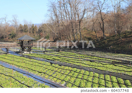 Azumino Wasabi field in early winter 60437748