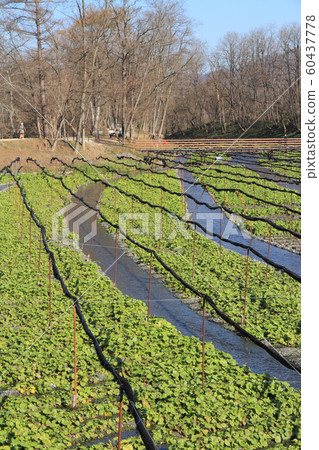 Azumino Wasabi field in early winter 60437778