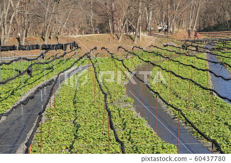 Azumino Wasabi field in early winter Azumino Wasabi field in early winter 60437780