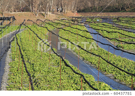 Azumino Wasabi field in early winter 60437781