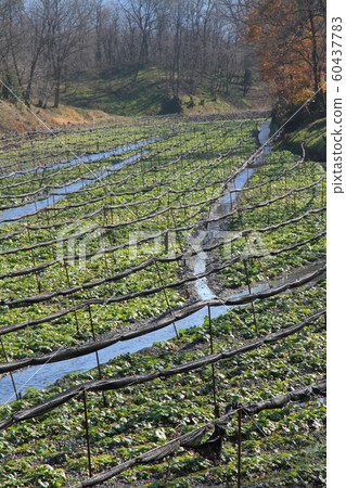 Azumino Wasabi field in early winter Azumino Wasabi field in early winter 60437783