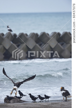 Steller's sea eagle and crows (Hokkaido) Steller's sea eagle and crows (Hokkaido) 60437878