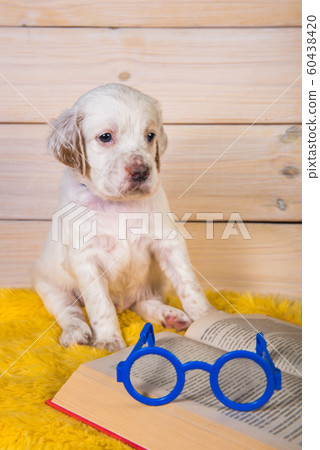 White English setter puppy dog is reading book 60438420