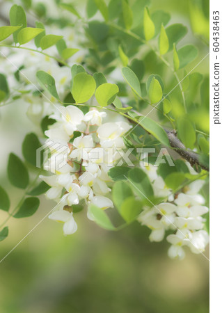 falseacacia花 falseacacia花 60438463