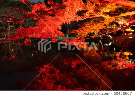Autumn leaves light up Autumn leaves light up 60438607