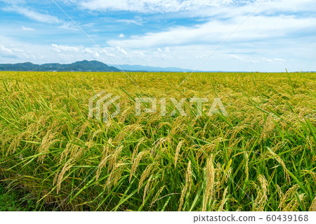 [Ogata Village, Akita Prefecture] Golden ear of rice shining in the autumn sun 60439168