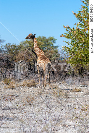 Giraffes in Etosha National Park Giraffes in Etosha National Park 60439490