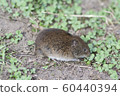 brown harvest mouse 60440394