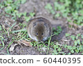 brown harvest mouse 60440395