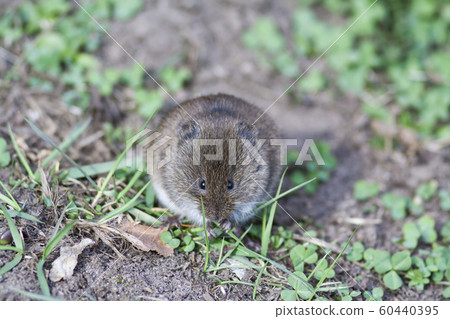brown harvest mouse 60440395