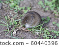brown harvest mouse 60440396