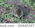 brown harvest mouse 60440397