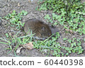 brown harvest mouse 60440398