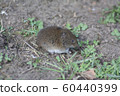 brown harvest mouse 60440399