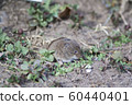 brown harvest mouse 60440401
