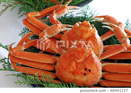 Matsuba crab Matsuba crab 60441157