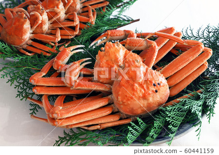 Matsuba crab Matsuba crab 60441159