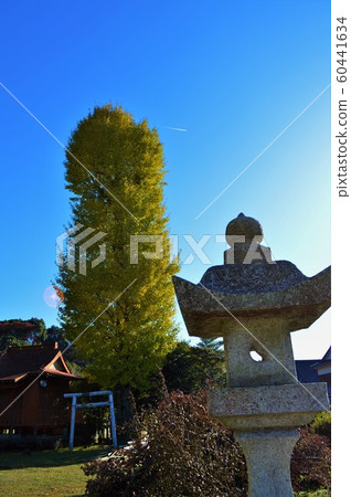 Okazaki Hachimangu Ginkgo Okazaki Hachimangu Ginkgo 60441634