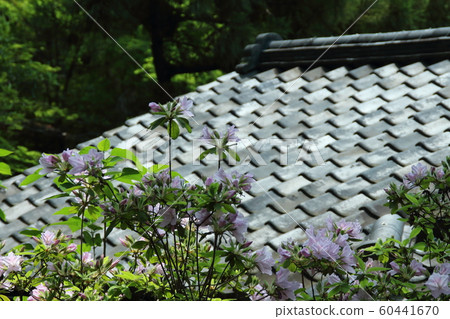 Architecture / Roof Architecture / Roof 60441670