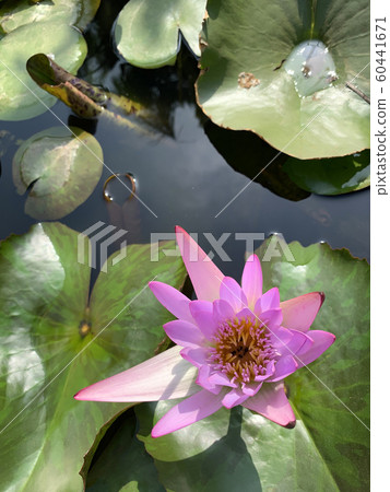Flowering pink lotus Flowering pink lotus 60441671