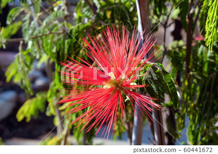 Flowering Tropical Shrub Albitsia Flowering Tropical Shrub Albitsia 60441672