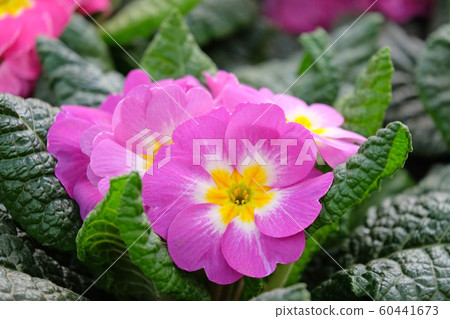 Pink Primrose Flower (lat. Primula) 60441673
