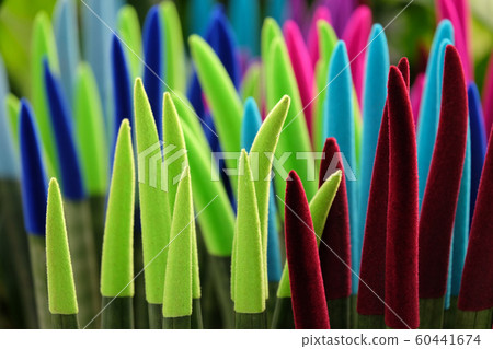 Multicolored Sansevieria cylindrical Multicolored Sansevieria cylindrical 60441674