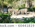 Zebras eating food in a zoo. 60441819
