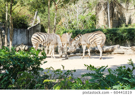 Zebras eating food in a zoo. Zebras eating food in a zoo. 60441819
