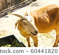 Goat in a zoo. 60441820