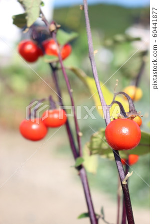 Mini tomato at home garden Mini tomato at home garden 60441877