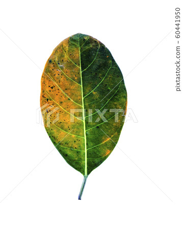 Close up Jackfruit leaves on white background Close up Jackfruit leaves on white background 60441950