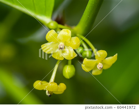 Close up of Glochidion flower 60441972