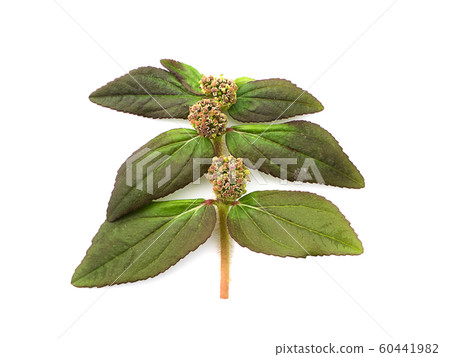 Garden Spurge leaves. (Euphorbia hirta plant) Garden Spurge leaves. (Euphorbia hirta plant) 60441982