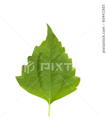 Bitter bush or Siam weed leaf. Bitter bush or Siam weed leaf. 60441985