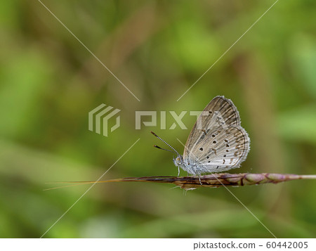 Butterfly on flower grass with blur background. Butterfly on flower grass with blur background. 60442005