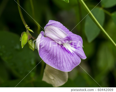 Close up flower of Butterfly Pea Close up flower of Butterfly Pea 60442009