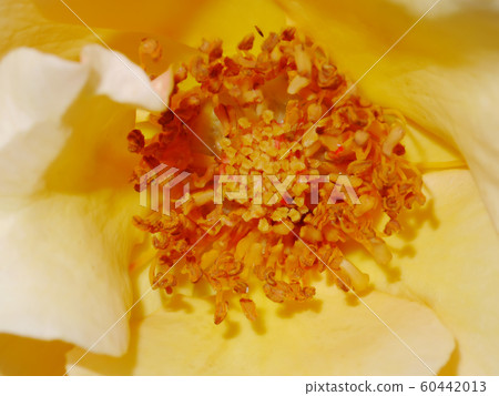 Close up pollen of yellow rose flower. 60442013