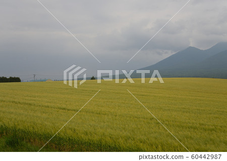 三鄉風景（北海道富良野市） 60442987