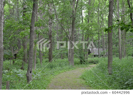 竹林(北海道富良野市) 竹林(北海道富良野市) 60442996