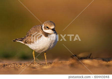 Young little ringed plover standing on a ground with copy space. 60443048