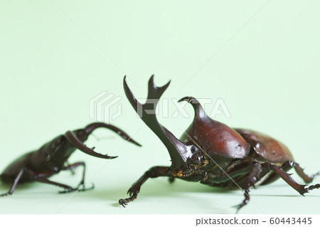 Close beetle and saw beetle white background insect insect biology summer vacation Close beetle and saw beetle white background insect insect biology summer vacation 60443445