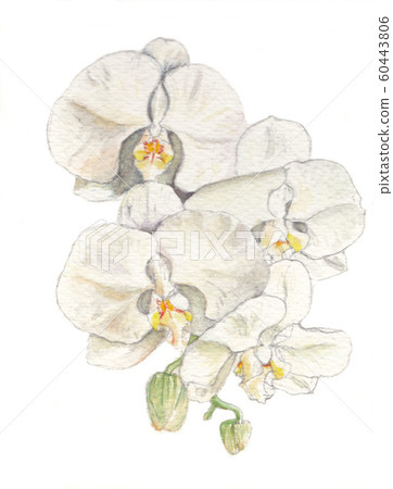 Phalaenopsis orchid  60443806