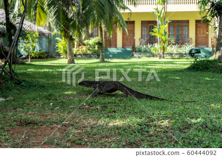A large lizard walks in the garden in the summer and heads towards the house. A large lizard walks in the garden in the summer and heads towards the house. 60444092