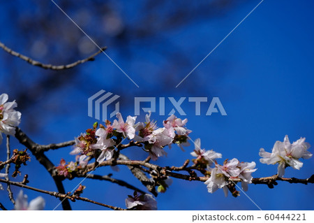Winter Cherry Tree Stock Photo