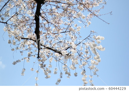 Yoshino cherry tree under the blue sky Yoshino cherry tree under the blue sky 60444229
