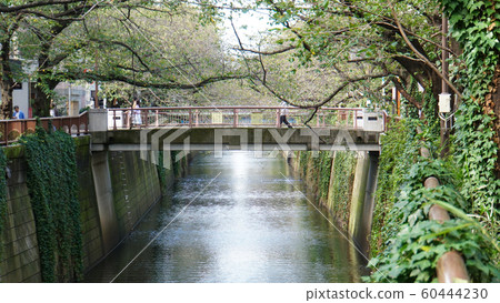 Bridge over the Meguro River Landscape along the autumn river flowing through the city Bridge over the Meguro River Landscape along the autumn river flowing through the city 60444230